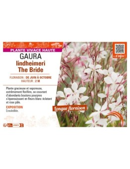 GAURA LINDHEIMERI THE BRIDE