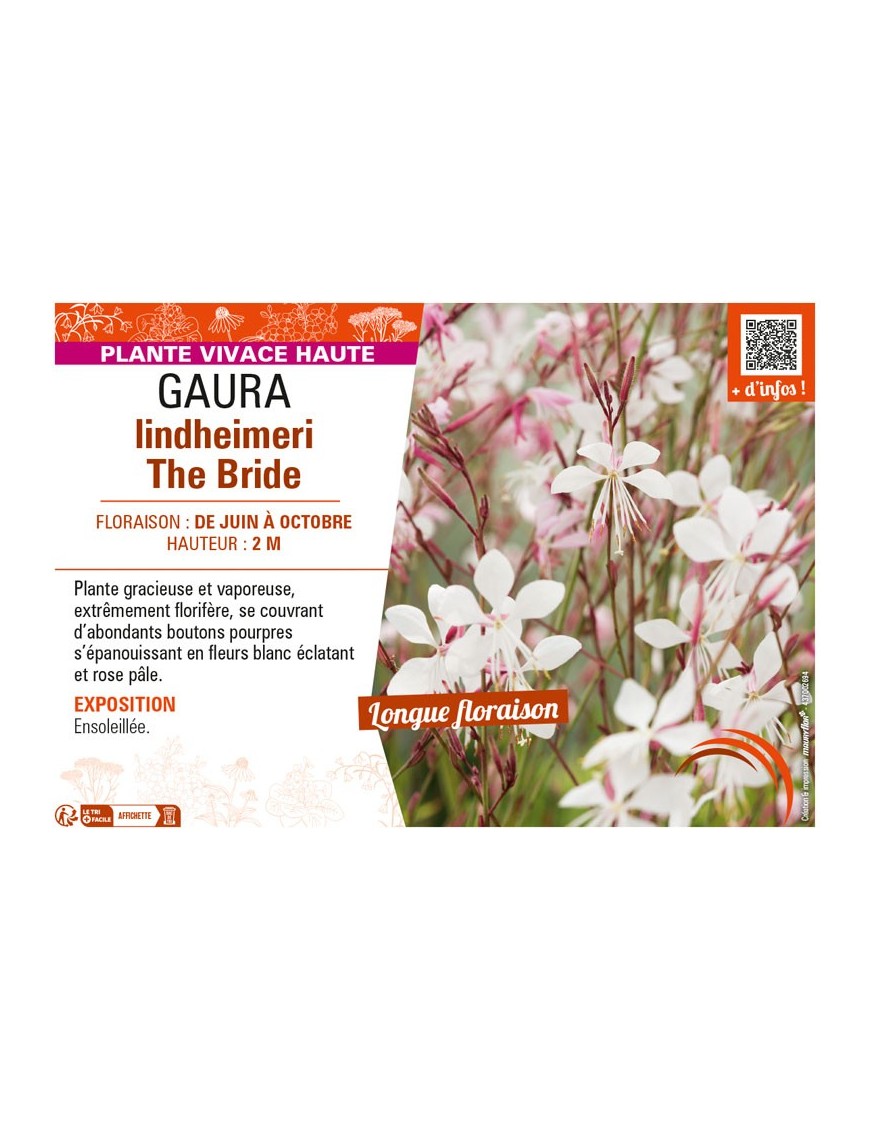 GAURA LINDHEIMERI THE BRIDE