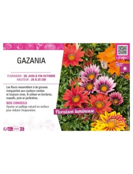 GAZANIA (varié)