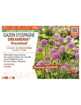 GAZON D’ESPAGNE DREAMERIA® ‘Dreamland’