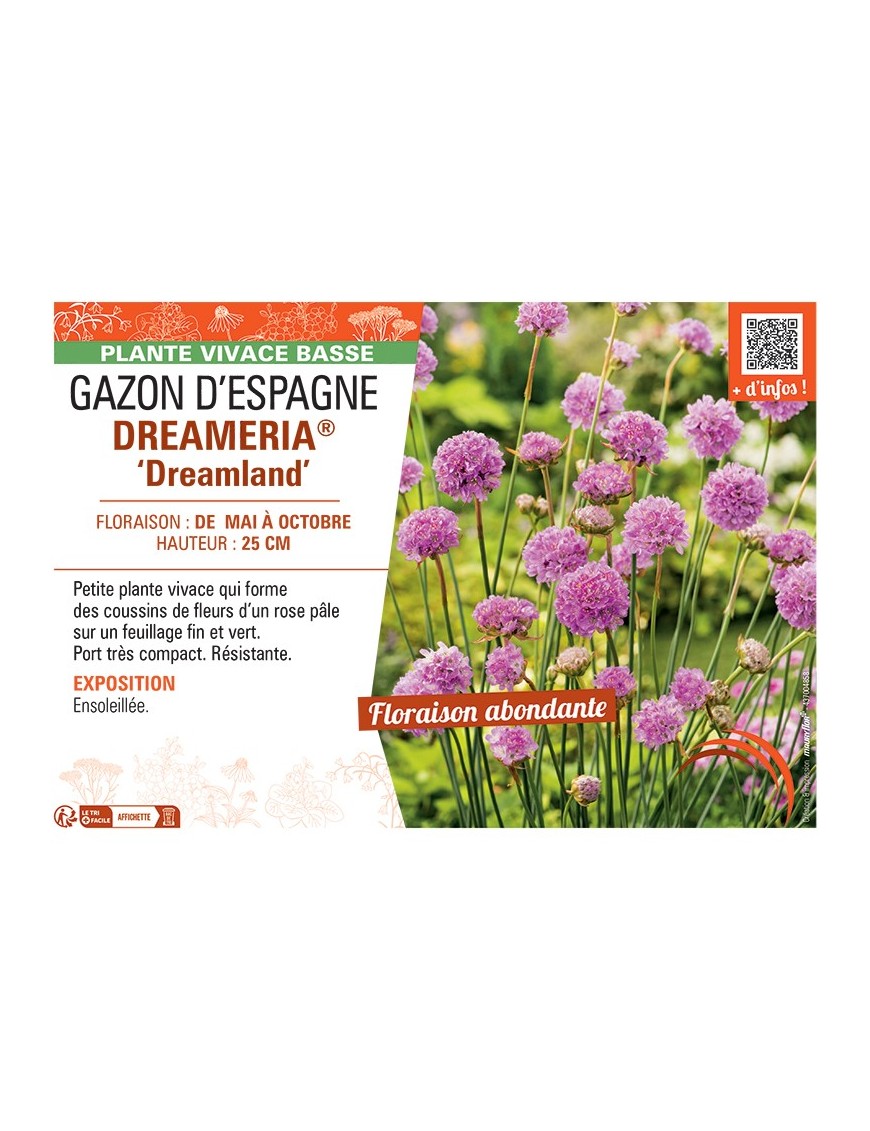 GAZON D’ESPAGNE DREAMERIA® ‘Dreamland’