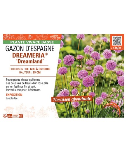 GAZON D’ESPAGNE DREAMERIA® ‘Dreamland’