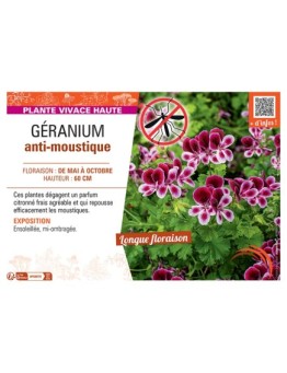 GÉRANIUM anti-moustique
