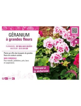 GÉRANIUM À GRANDES FLEURS