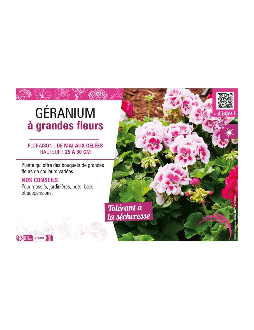 GÉRANIUM À GRANDES FLEURS