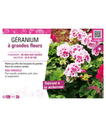 GÉRANIUM À GRANDES FLEURS
