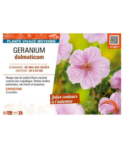 GÉRANIUM DALMATICUM