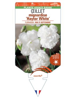 DIANTHUS plumarius Haytor White voir Œillet mignardise
