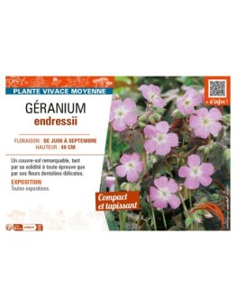 GÉRANIUM ENDRESSII