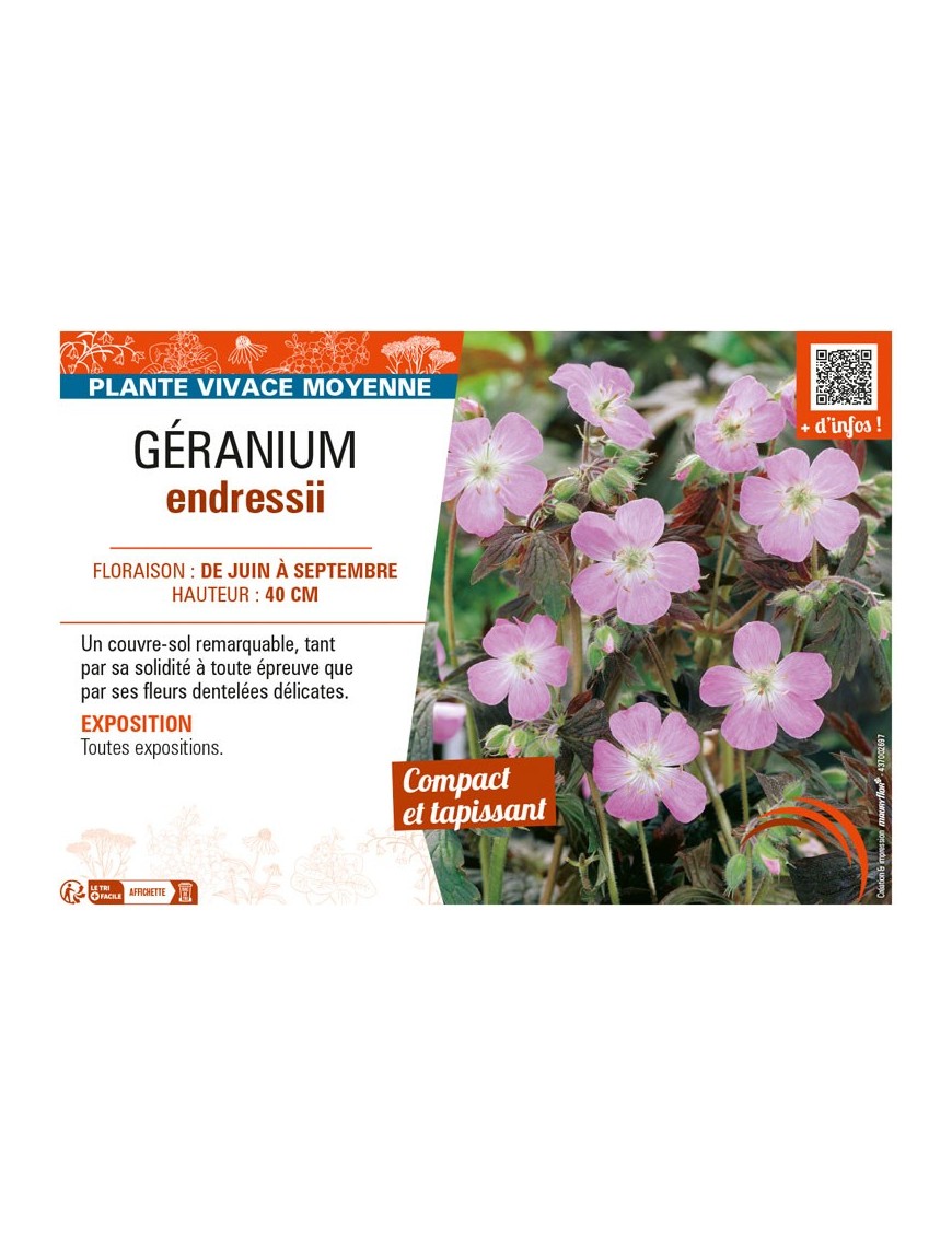 GÉRANIUM ENDRESSII