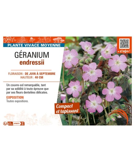 GÉRANIUM ENDRESSII