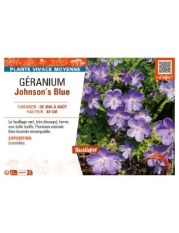 GÉRANIUM JOHNSON'S BLUE