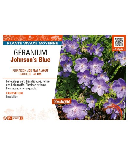 GÉRANIUM JOHNSON'S BLUE