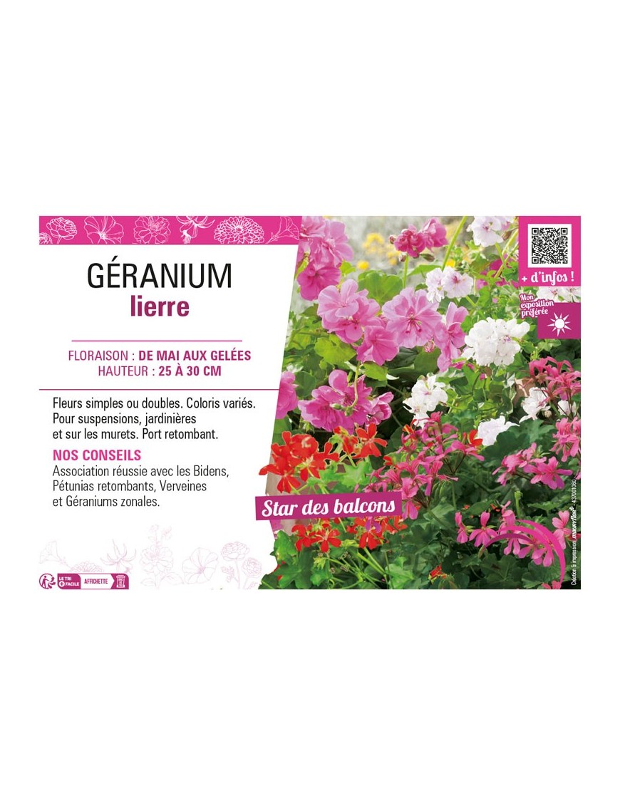 GÉRANIUM LIERRE (double ou simple varié)
