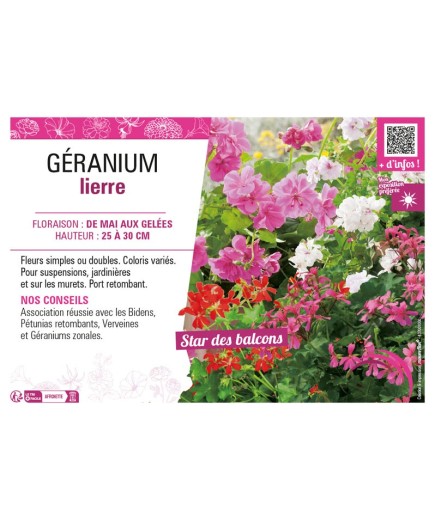 GÉRANIUM LIERRE (double ou simple varié)