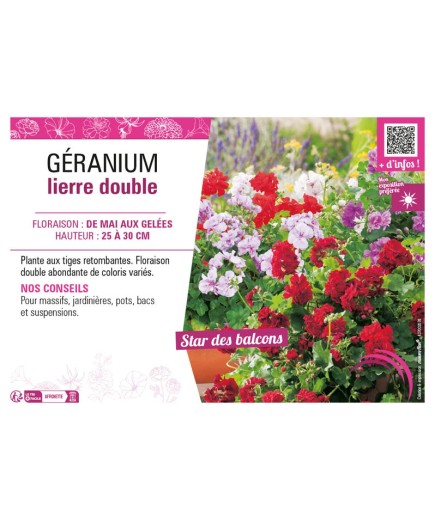 GÉRANIUM LIERRE DOUBLE