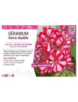 GÉRANIUM LIERRE DOUBLE (bicolore)