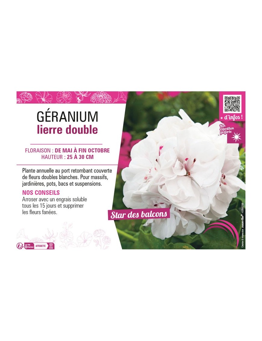 GÉRANIUM LIERRE DOUBLE (blanc)