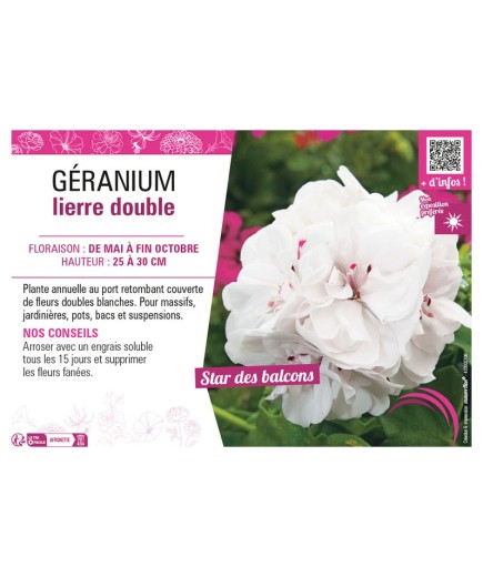 GÉRANIUM LIERRE DOUBLE (blanc)