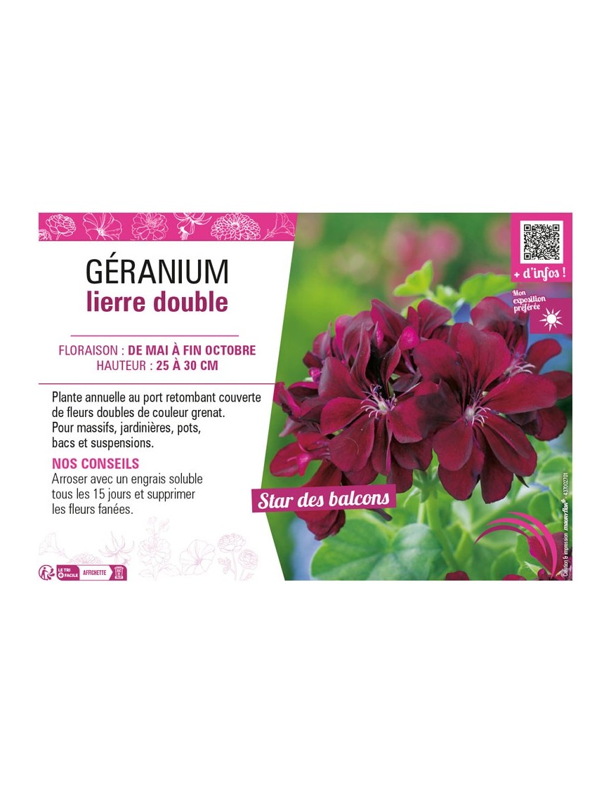 GÉRANIUM LIERRE DOUBLE (grenat)