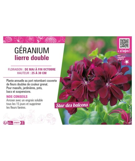 GÉRANIUM LIERRE DOUBLE (grenat)