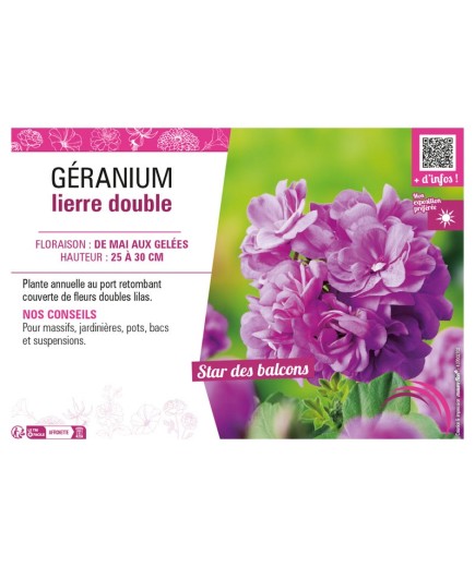 GÉRANIUM LIERRE DOUBLE (lilas)