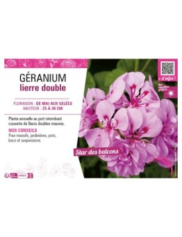 GÉRANIUM LIERRE DOUBLE (mauve)
