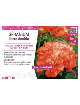 GÉRANIUM LIERRE DOUBLE (orange et blanc)