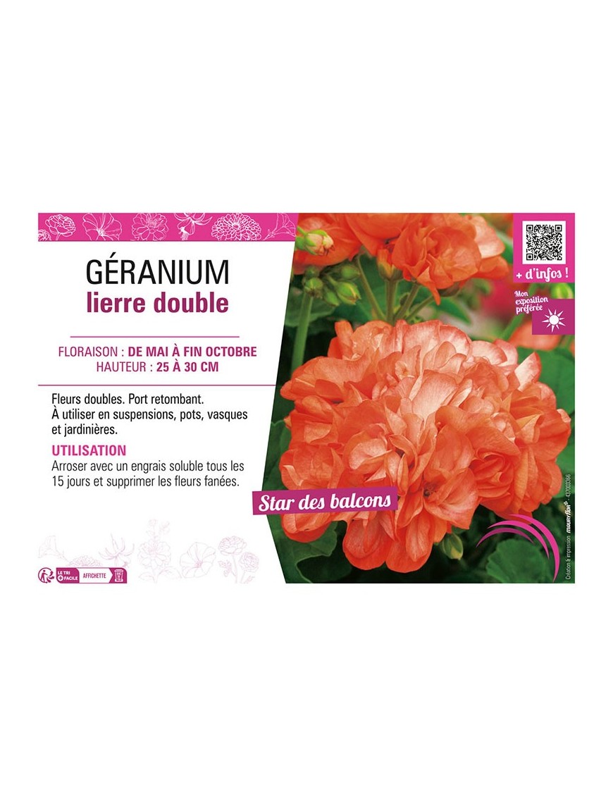 GÉRANIUM LIERRE DOUBLE (orange et blanc)
