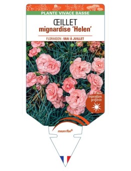 DIANTHUS plumarius Helen voir Œillet mignardise