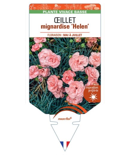 DIANTHUS plumarius Helen voir Œillet mignardise
