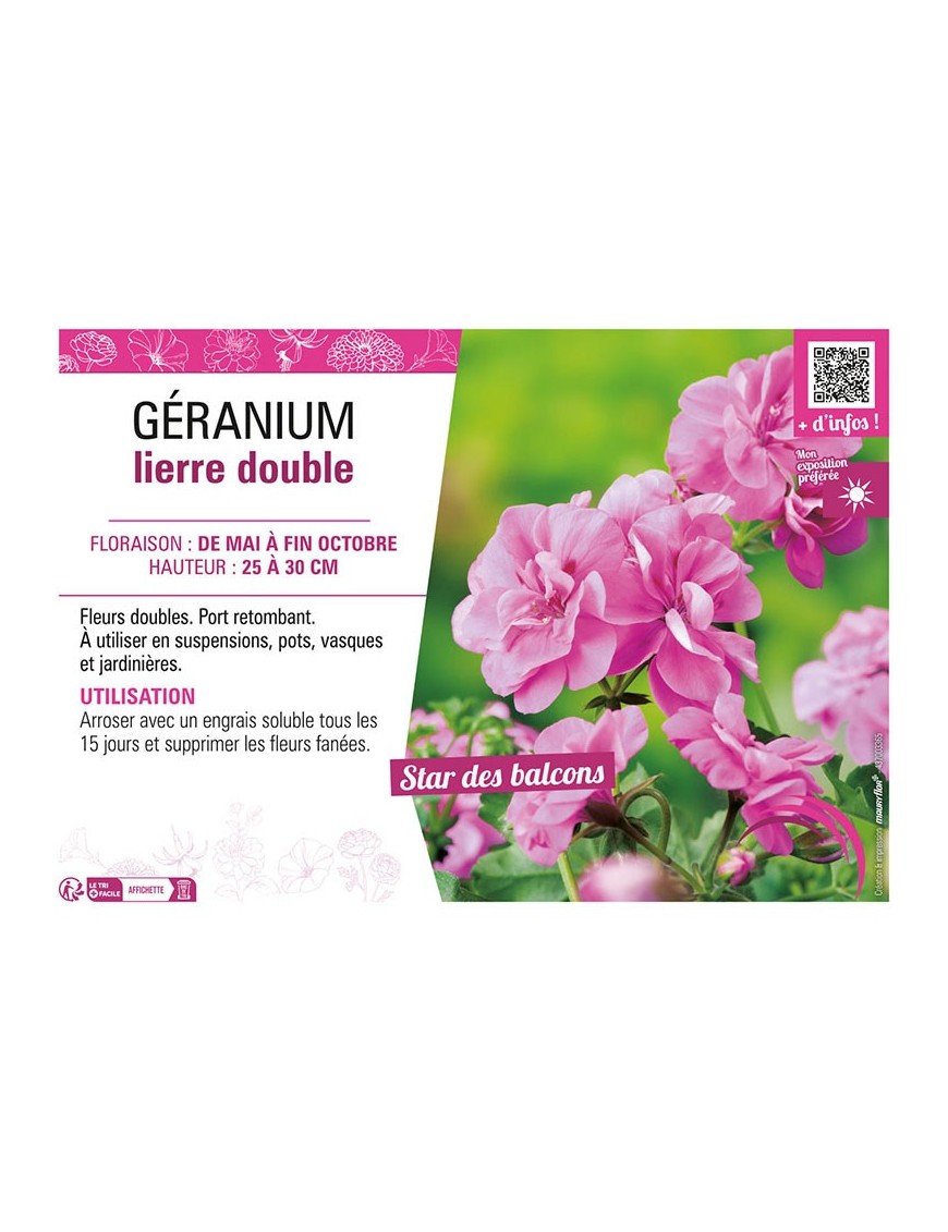 GÉRANIUM LIERRE DOUBLE (rose clair)