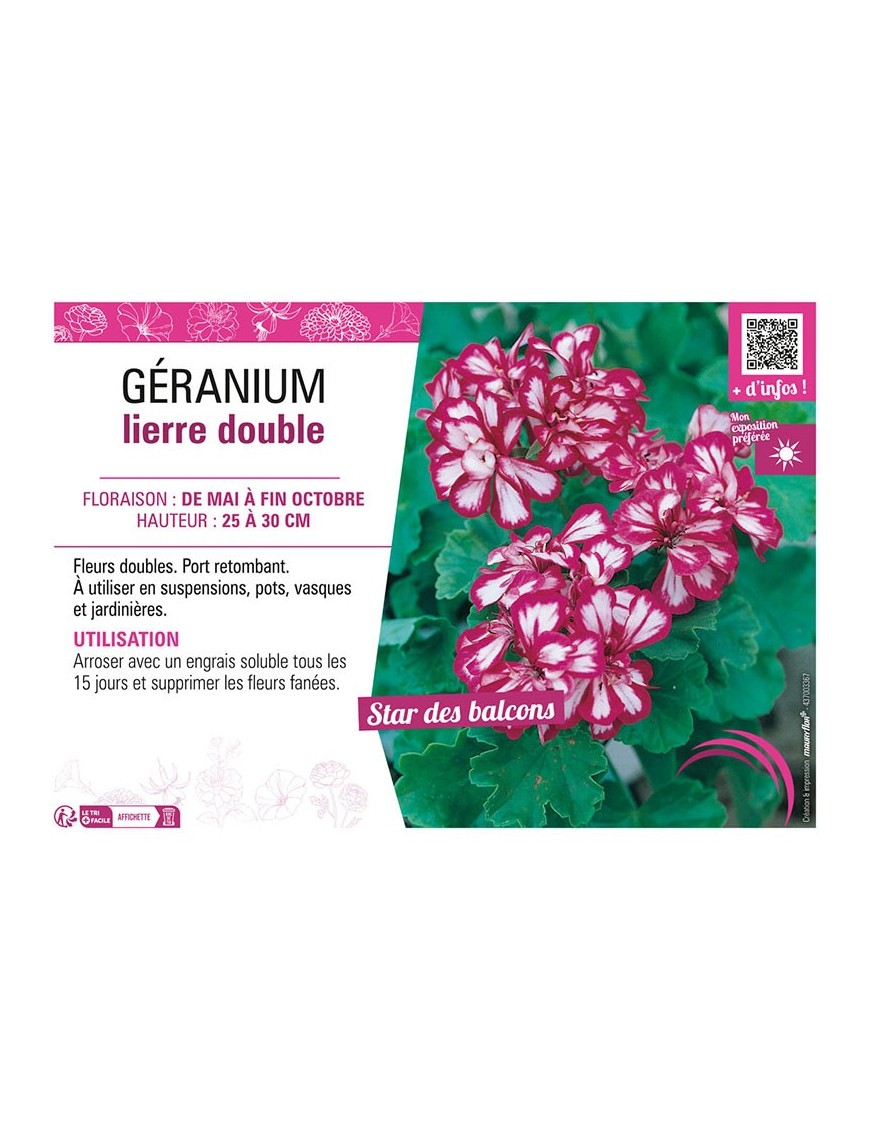 GÉRANIUM LIERRE DOUBLE (rose et blanc)