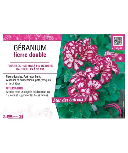 GÉRANIUM LIERRE DOUBLE (rose et blanc)