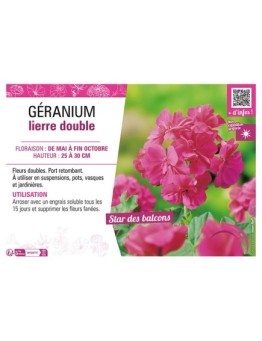 GÉRANIUM LIERRE DOUBLE (rose foncé)