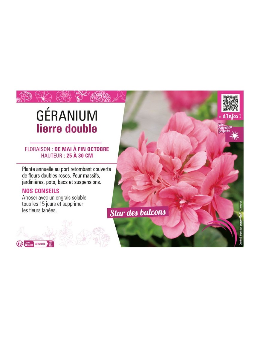 GÉRANIUM LIERRE DOUBLE (rose)