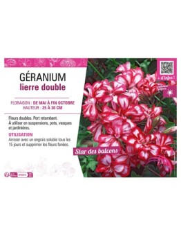 GÉRANIUM LIERRE DOUBLE (rouge et blanc)