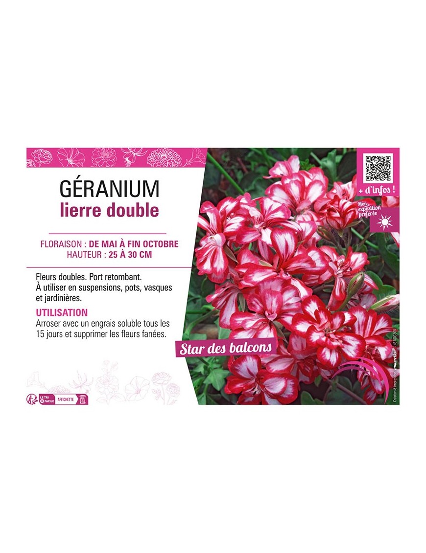 GÉRANIUM LIERRE DOUBLE (rouge et blanc)