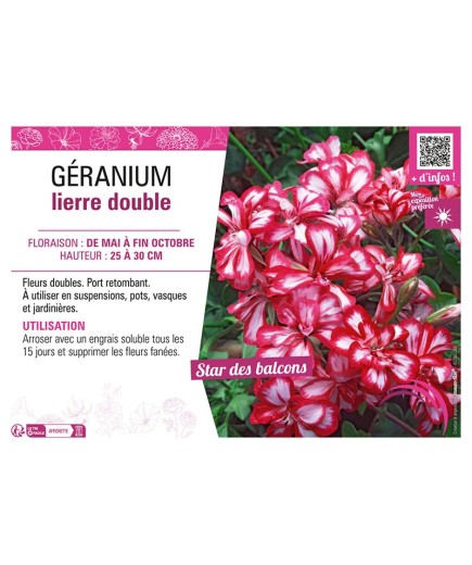 GÉRANIUM LIERRE DOUBLE (rouge et blanc)