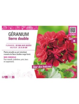 GÉRANIUM LIERRE DOUBLE (rouge foncé)