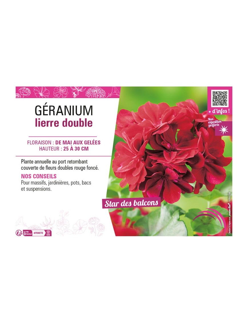 GÉRANIUM LIERRE DOUBLE (rouge foncé)