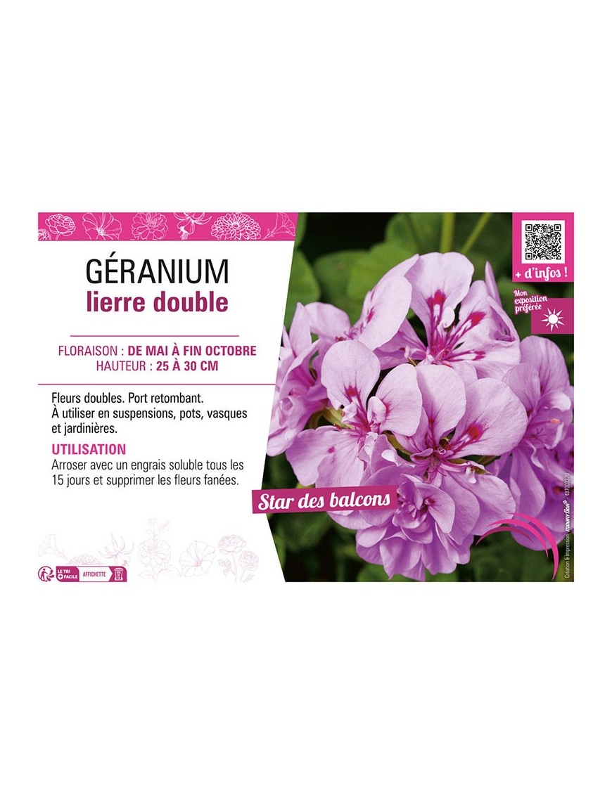 GÉRANIUM LIERRE DOUBLE (violet clair)
