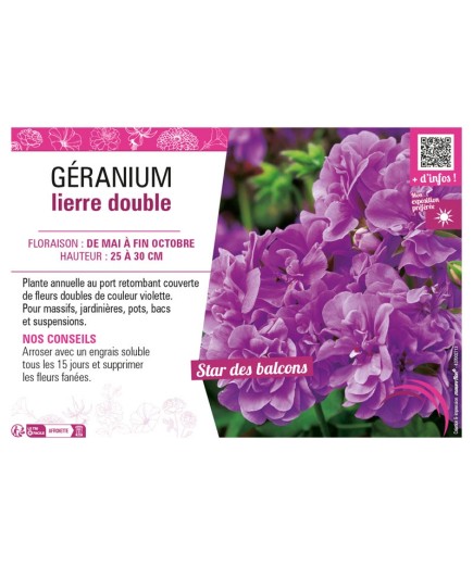 GÉRANIUM LIERRE DOUBLE (violet)