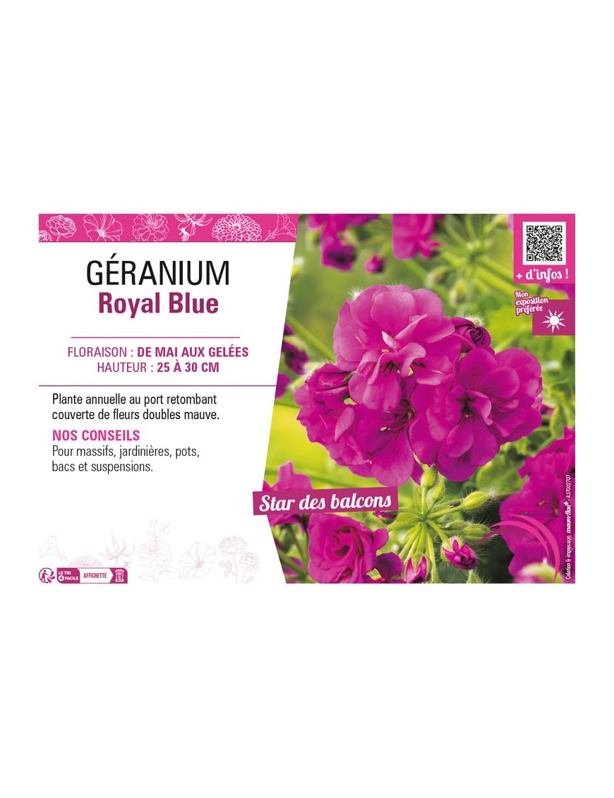GÉRANIUM (LIERRE DOUBLE) ROYAL BLUE