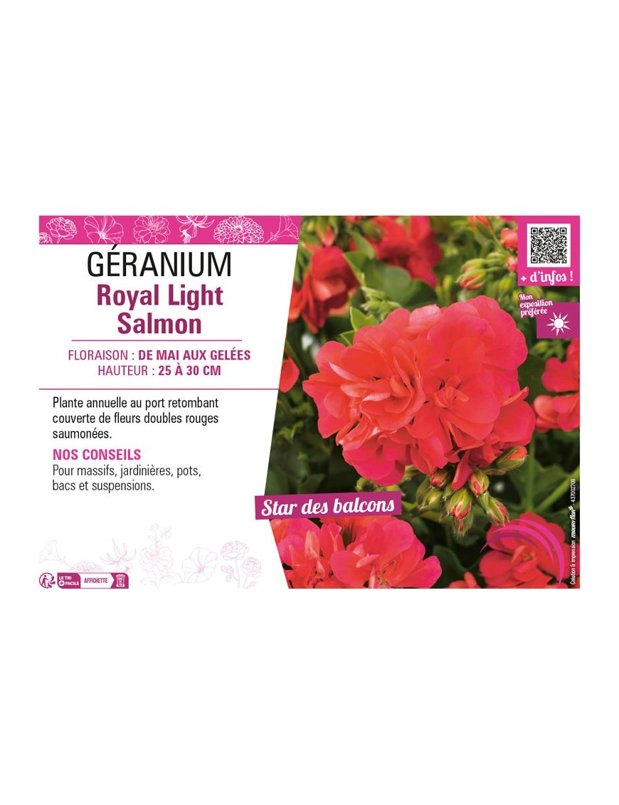 GÉRANIUM (LIERRE DOUBLE) ROYAL LIGHT SALMON