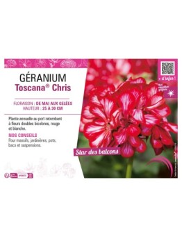 GÉRANIUM (LIERRE DOUBLE) TOSCANA® CHRIS
