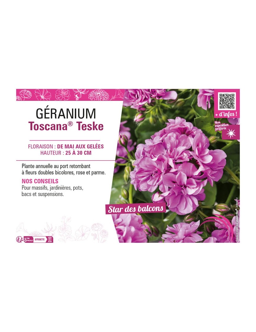 GÉRANIUM (LIERRE DOUBLE) TOSCANA® TESKE