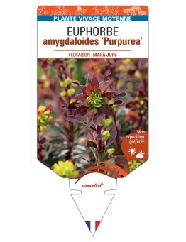 EUPHORBE AMYGDALOIDES PURPUREA *
