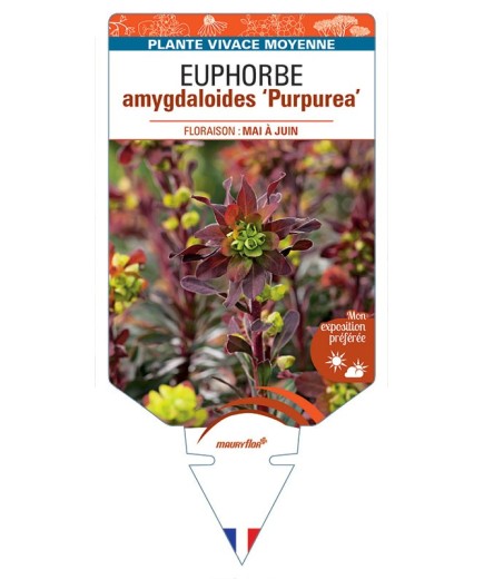 EUPHORBE AMYGDALOIDES PURPUREA *