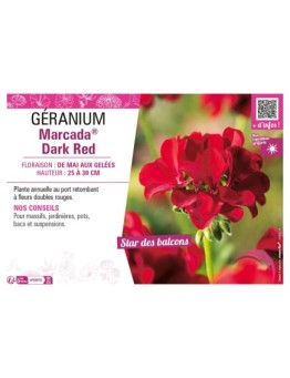 GÉRANIUM (LIERRE) MARCADA® DARK RED